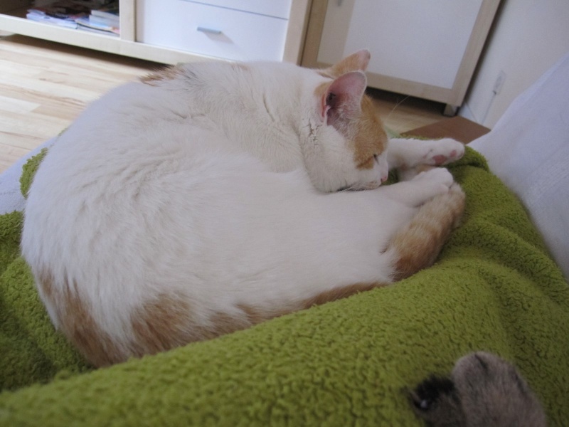 IAKO, chat blanc & roux, né le 01/04/2013 Img_7032
