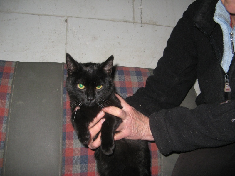 pris en charge par un refuge (rp)recherche FA pour un chaton ISLAM européen noir ne le 08/07/2013 (sortie de fourriere du 08/11) Img_1311