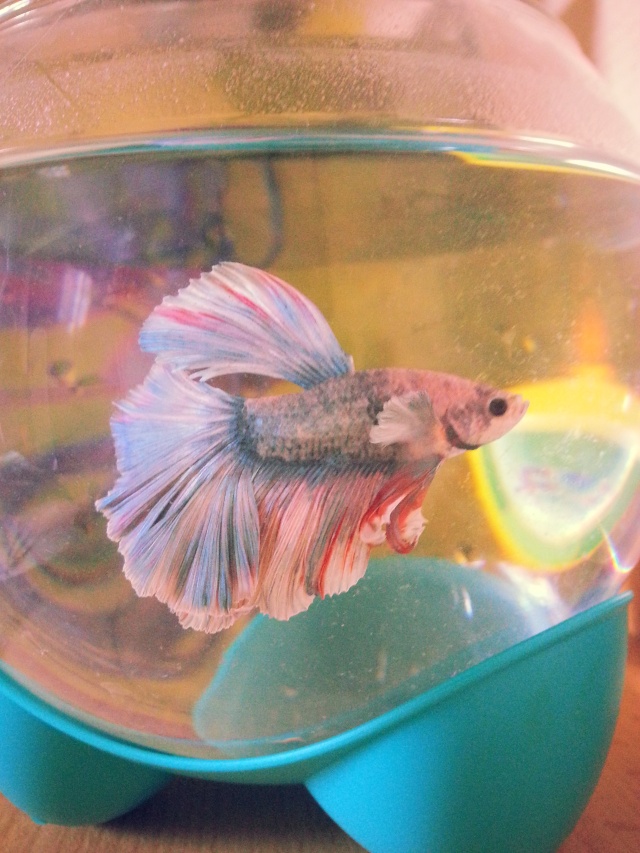 Mon Betta ne mange pas 20131014