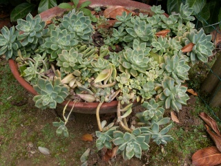 Graptopetalum paraguayense - Page 4 Grapto10