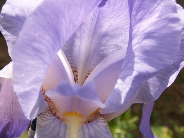 Floraison de nos iris barbus saison 2014 - Page 2 Iris_v14