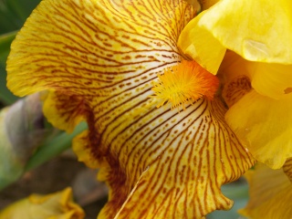 Floraison de nos iris barbus saison 2014 - Page 2 Pict0025