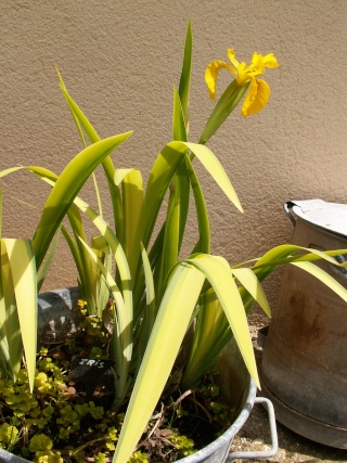 Floraison de nos iris barbus saison 2014 - Page 2 Pict0028