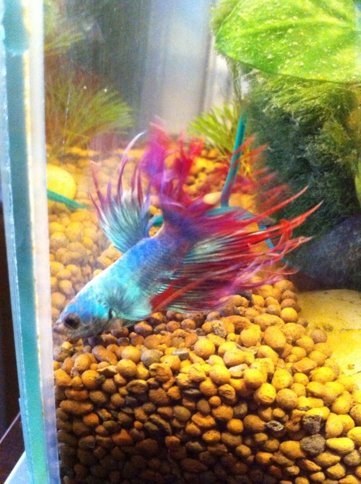 Voici Dandy Dundy10
