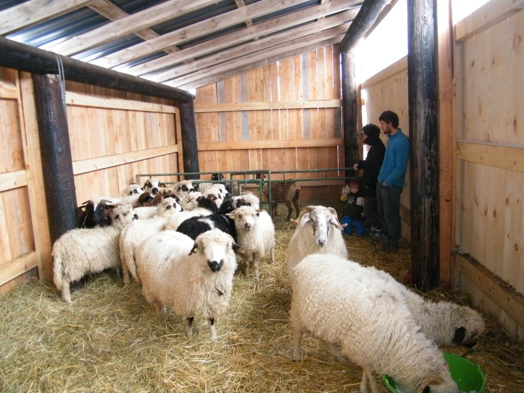 Fabrication d'une bergerie dans le Cantal Berger38