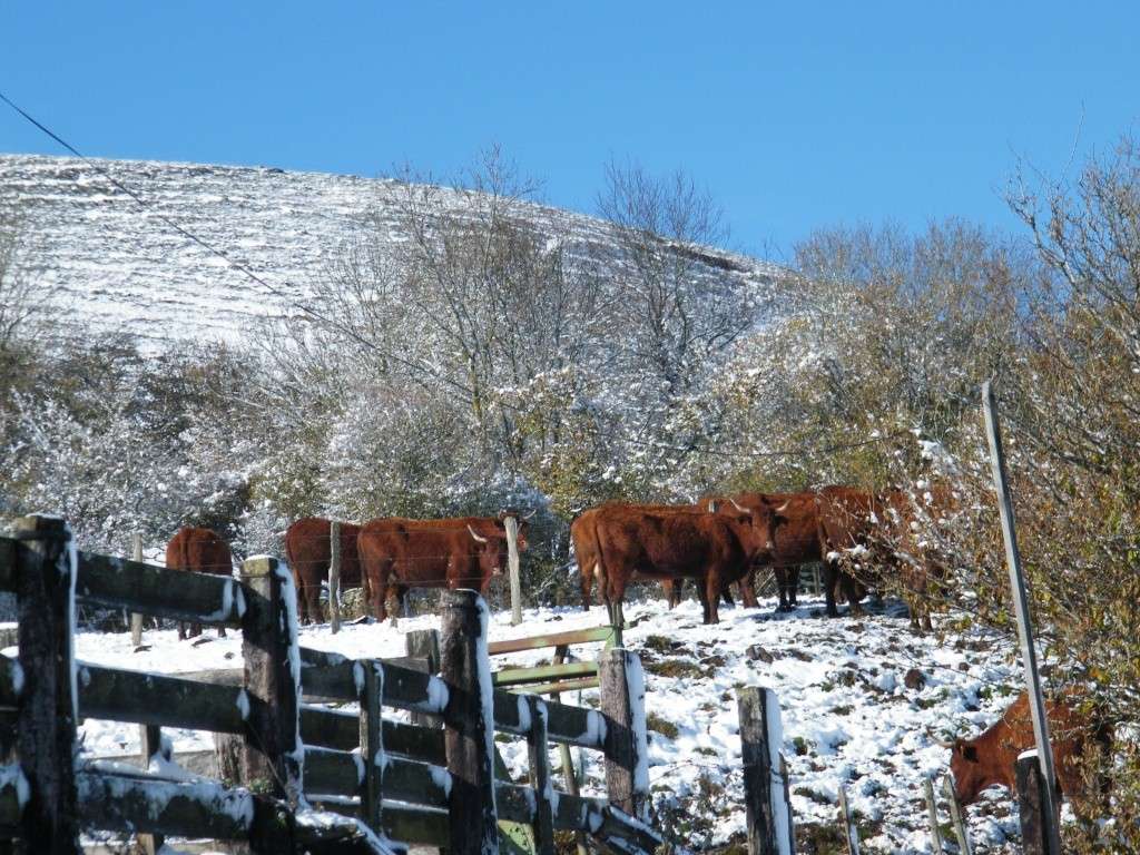 Fabrication d'une bergerie dans le Cantal Berger43