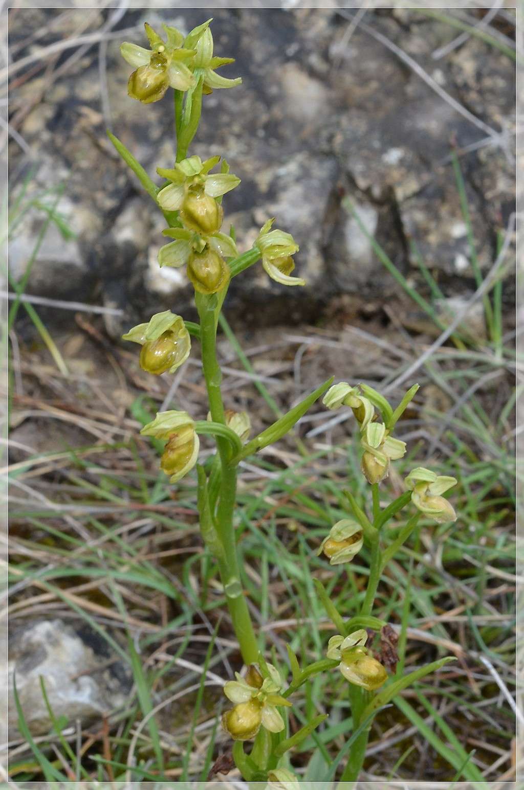 Suivi de la station d'Alba-La-Romaine  Saint-Pons Ophrys27