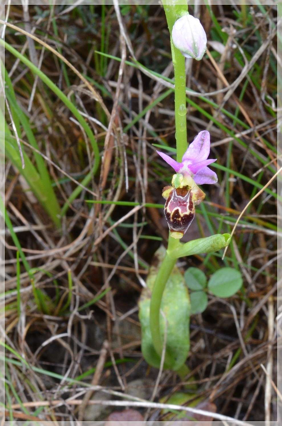 Suivi de la station d'Alba-La-Romaine  Saint-Pons Ophrys33