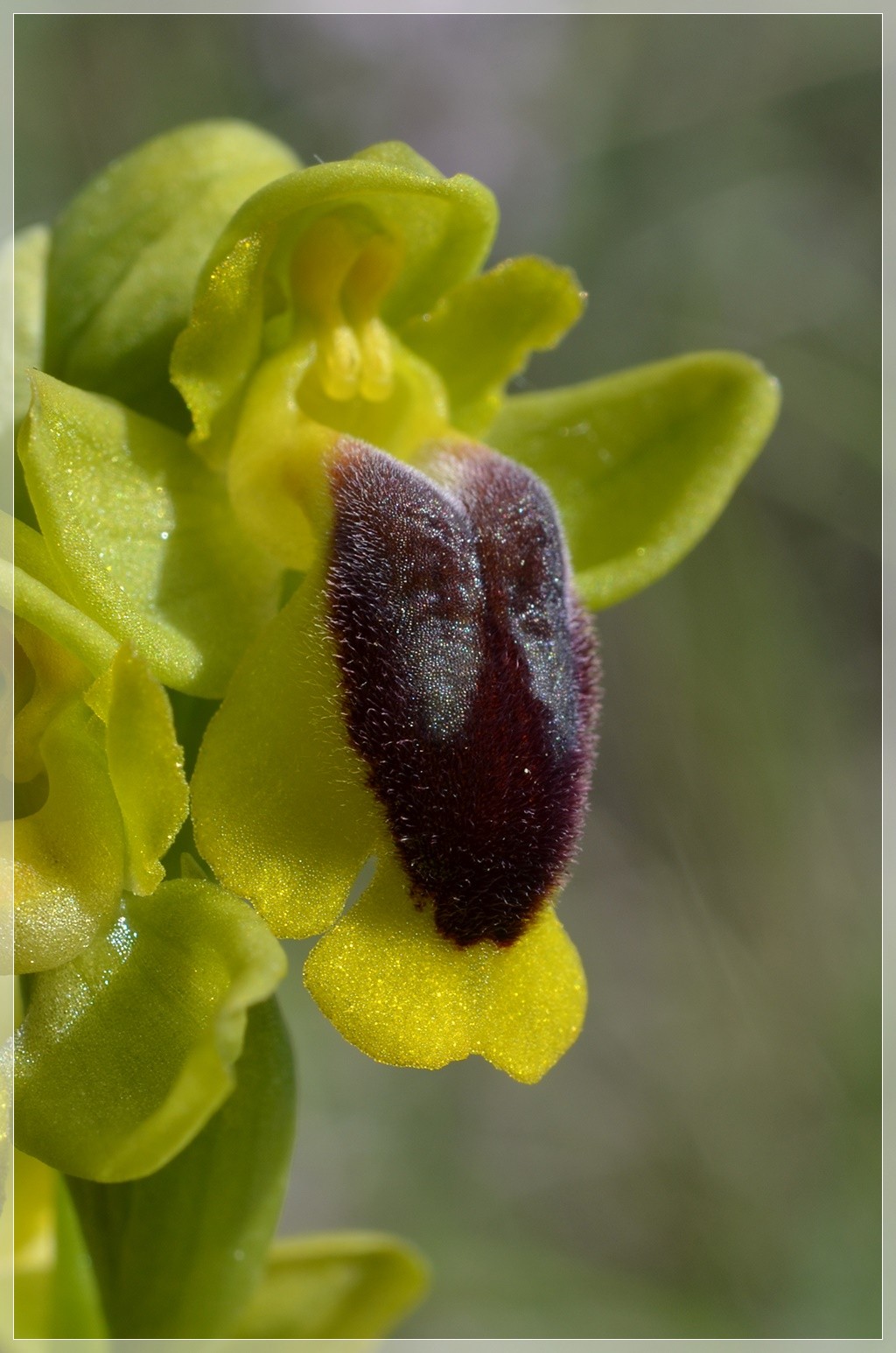 Suivi de la station d'Alba-La-Romaine  Saint-Pons Ophrys35