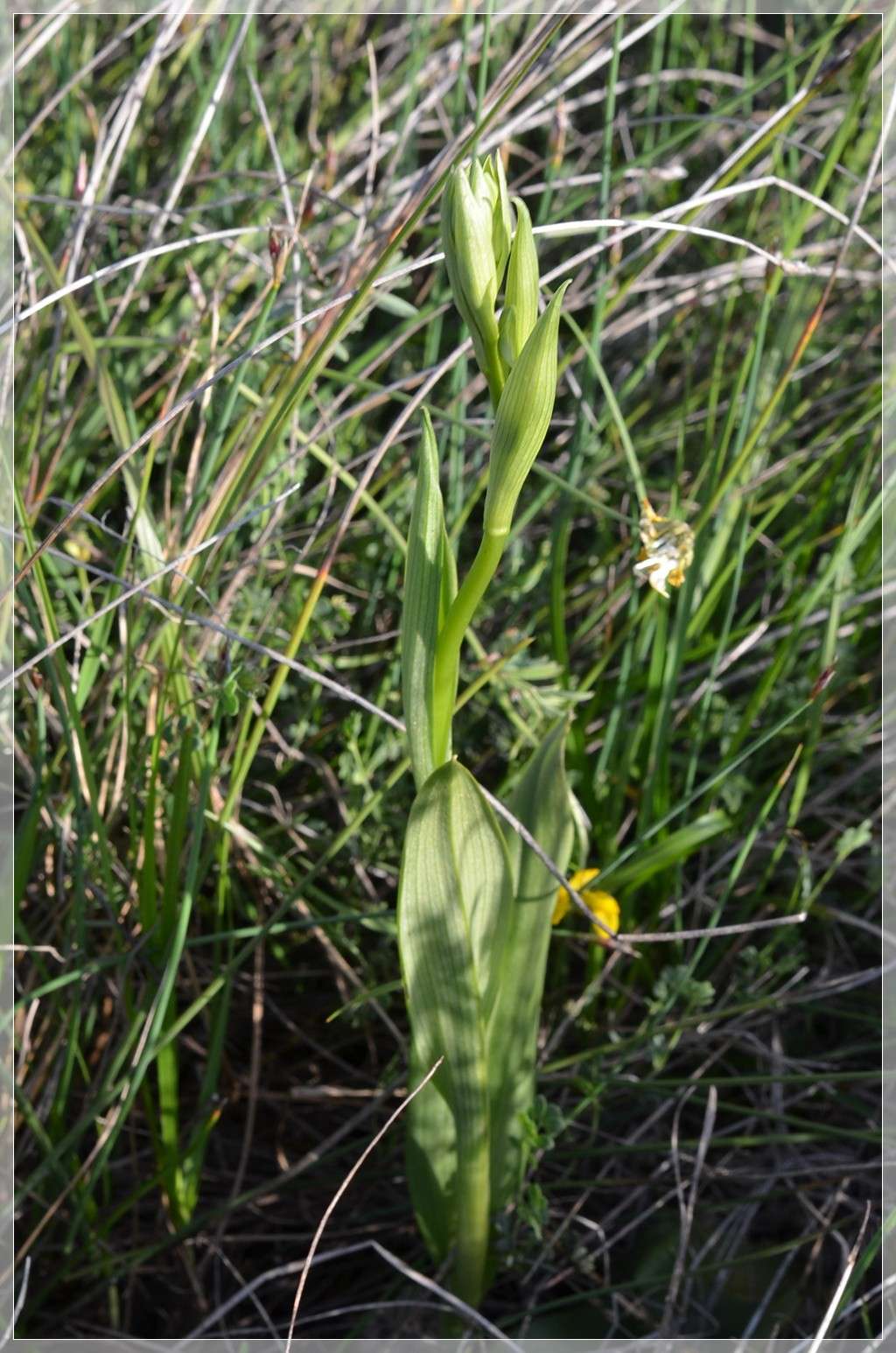 Suivi de la station d'Alba-La-Romaine  Saint-Pons Ophrys70