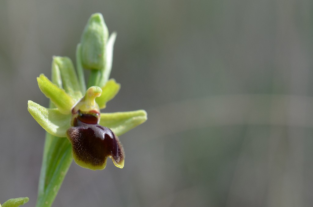 Du Pic saint-Loup au lac du Salagou Ophrys97