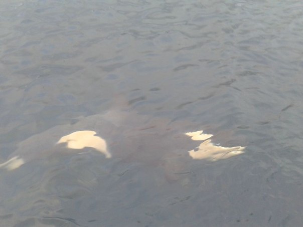Un bébé orque isolé de son groupe en Norvège 411