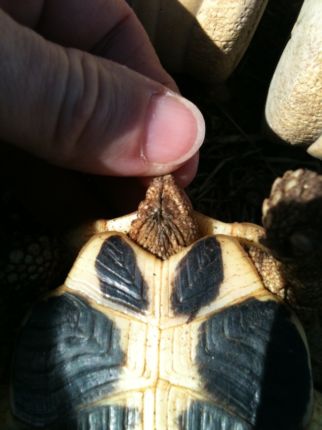 sexage de 2 tortues corses Img_2627