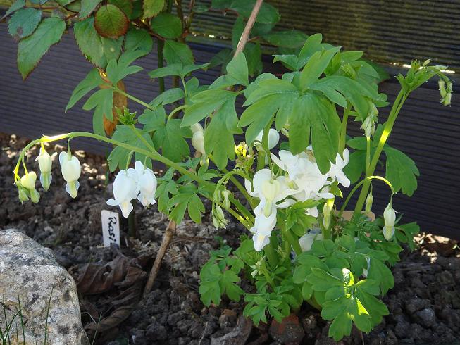 Dicentra spectabilis !!! - Page 2 Dsc00216