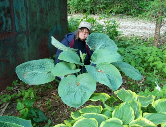 Petit cadeau amical de graines du Canada Hostas10