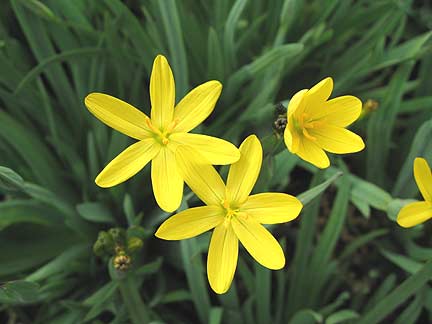 Des fleurs jaunes..........// Sternbergia lutea !!! Sisyri10