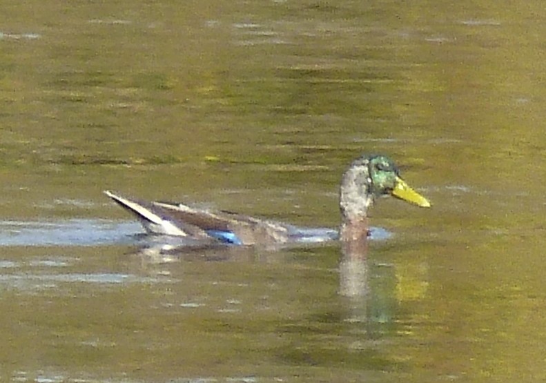 Colvert hybride ?  look et comportement différent... P1100324