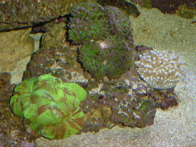 Aquarium recifal 1000L beber - Page 12 P1000770