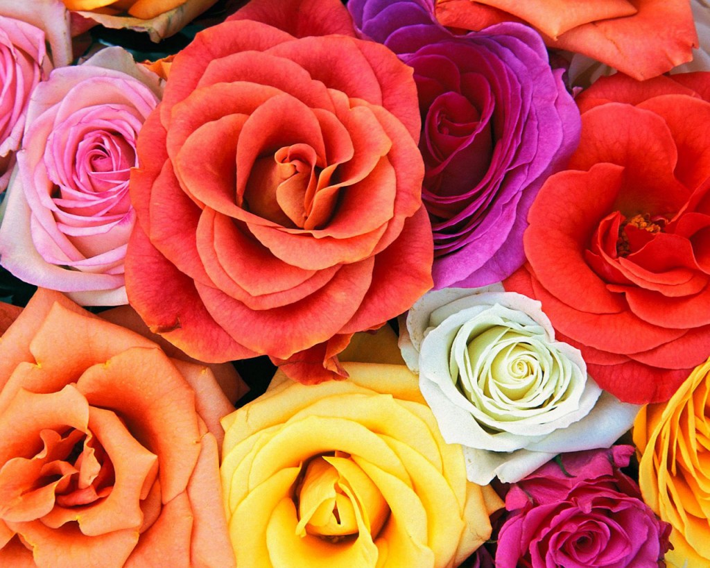 الورود و الازهار و معانيها بالانكليزية و الفرنسية Love_b10