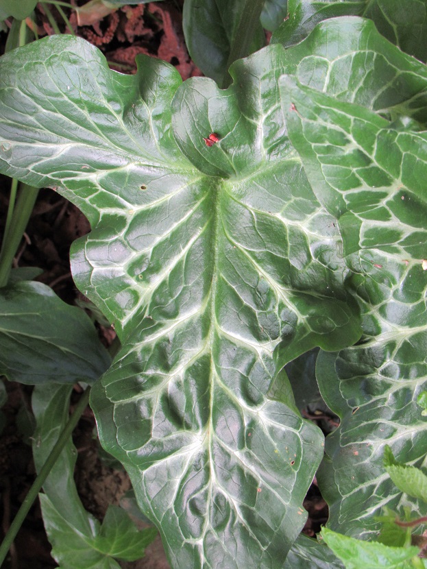 Arum italicum A10