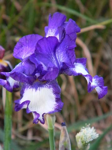 Floraison de nos iris barbus saison 2014 - Page 4 Barb410