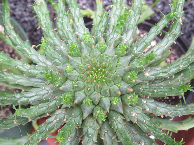 Euphorbia flanaganii, Huernia ?, Avonia papyracea [identifications non terminées] Benji10