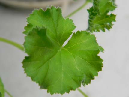 pelargonium - Pélargonium - identifications  Coka10