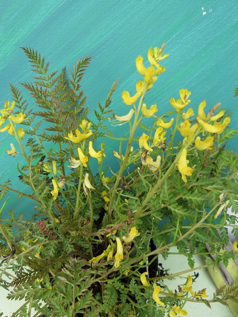 Corydalis cheilanthifolia Cory10