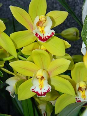 orchidées : nos floraisons au fil des saisons 2010-2013-2014  - Page 17 Cym110