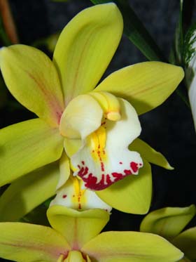 orchidées : nos floraisons au fil des saisons 2010-2013-2014  - Page 17 Cym210
