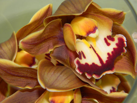 orchidées : nos floraisons au fil des saisons 2010-2013-2014  - Page 17 Cymba10