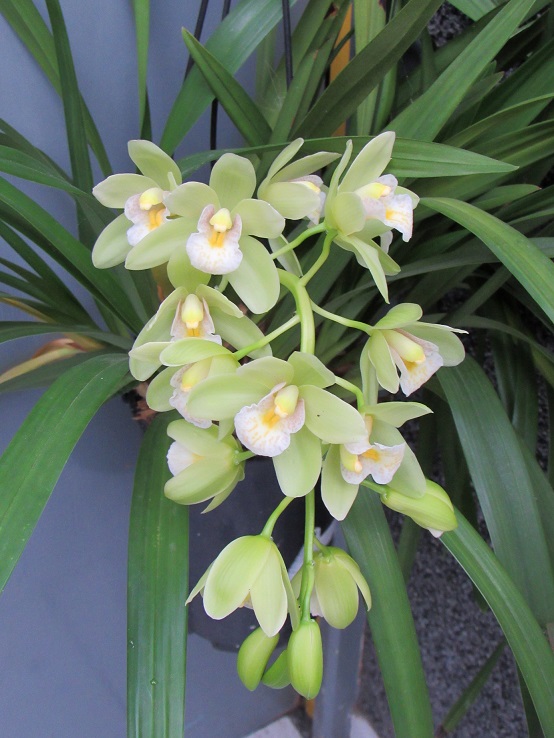 orchidées - floraisons du moment 2018 - Page 5 Cymbde11