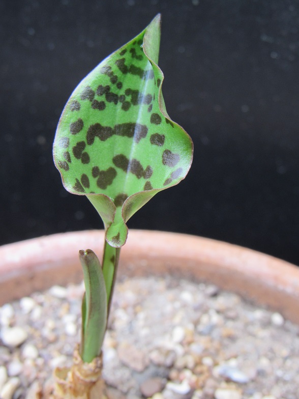 Drimiopsis maculata Drimi10