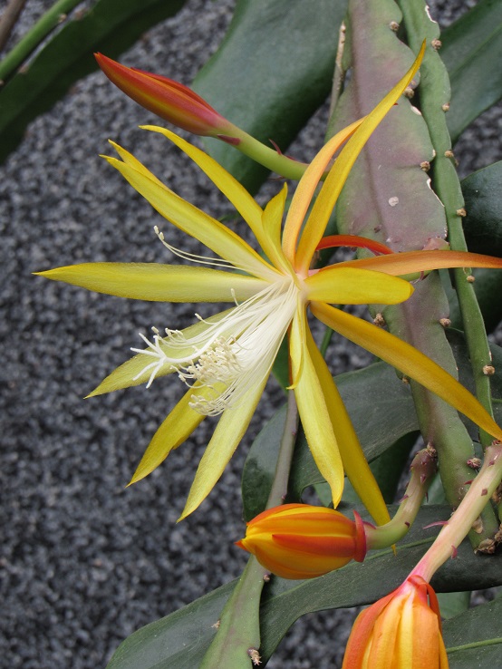 Epiphyllum x 'Frühlingsgold' Epi10