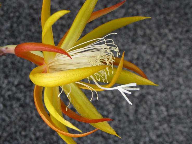 Epiphyllum x 'Frühlingsgold' Epip10
