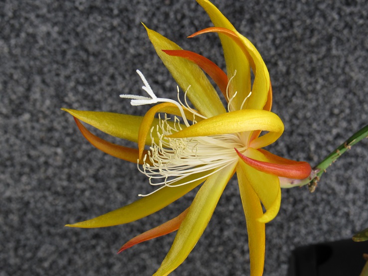 Epiphyllum fruhlingsgold. Epiphy10