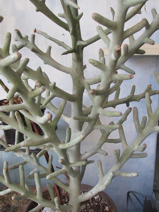 Euphorbia stenoclada. Esteno10