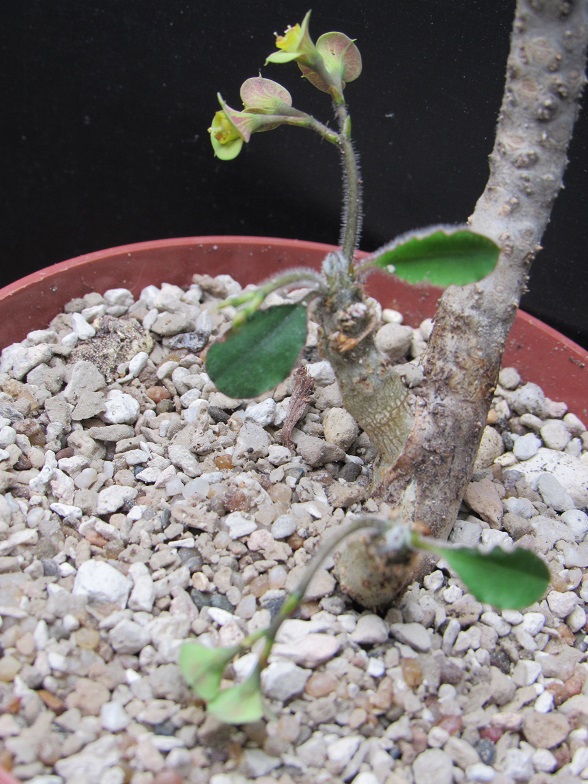 Euphorbia razafindratsirae Eu11