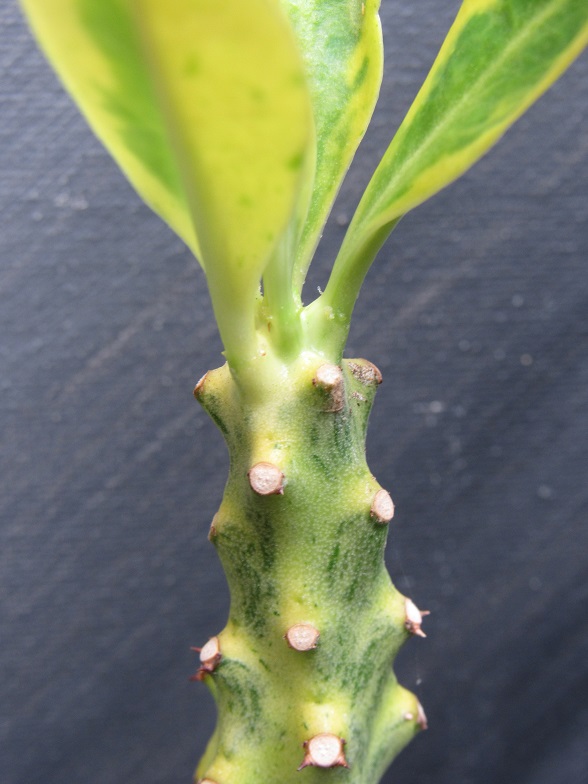 Euphorbia neriifolia variegata. Euner10