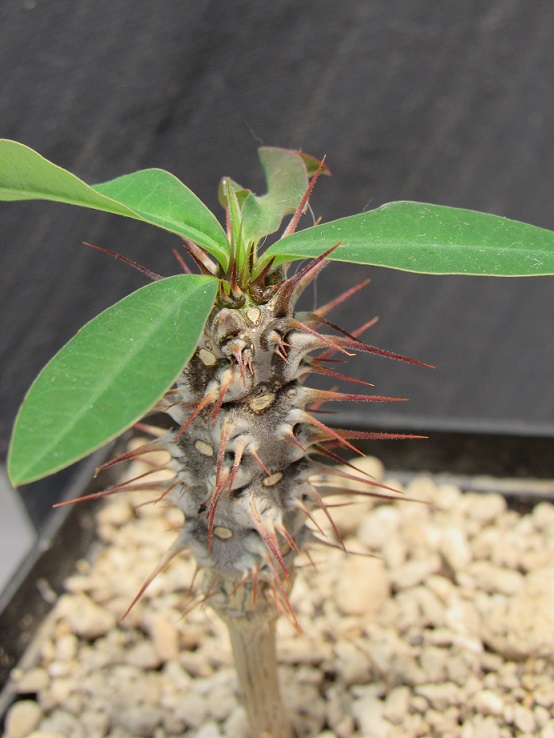 Euphorbia croizatii Euphor11
