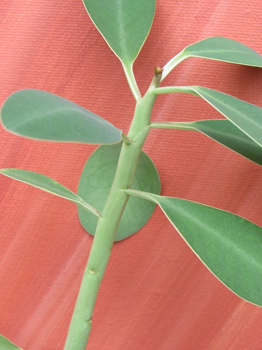 Euphorbia lupulina.  Euphor45