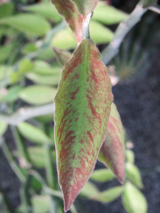 Euphorbia tithymaloides. Euphor47