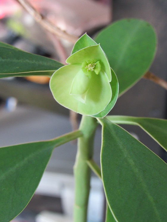 Euphorbia lupulina.  Euphor65