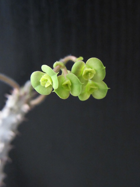 Euphorbia razafindratsirae Euphor70