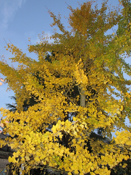 Couleurs d'automne - 2018 Gingko10