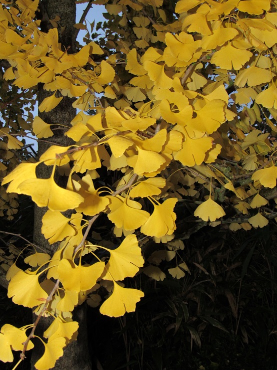 Couleurs d'automne - 2018 Gingko11