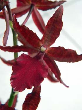 orchidées : nos floraisons au fil des saisons 2010-2013-2014  - Page 17 Orch10