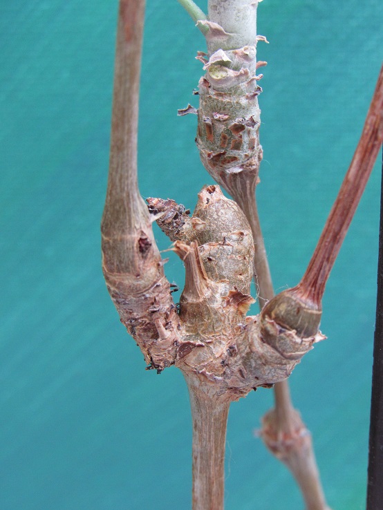 Pelargonium gibbosum - pélargonium goutteux Pelarg15