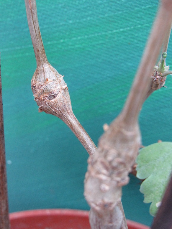 Pelargonium gibbosum. Pelarg18