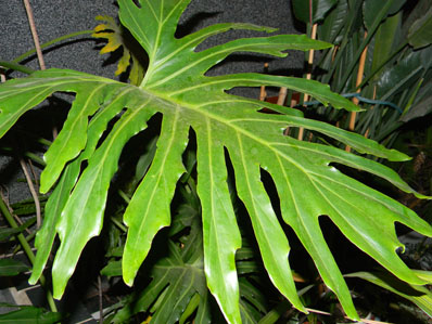Philodendron bipinnatifidum - selloum Phil410
